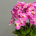 Load image into Gallery viewer, Pink Orchid Arrangement
