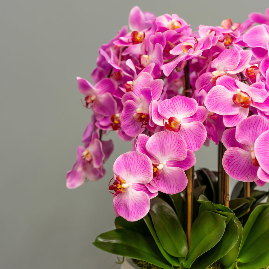Airy Pink Orchid Arrangement