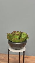 The Jade Crest