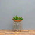 Load image into Gallery viewer, Wooden Oasis Succulent Bowl
