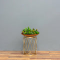 Wooden Oasis Succulent Bowl