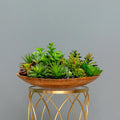 Wooden Oasis Succulent Bowl